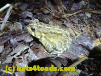 /home//u458753944/public_html/sourcegallery//Roxborough Toad Detour/2013-2019/2013/2013-05-08/P1120359.JPG